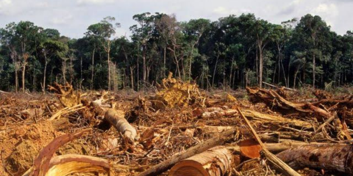 Desmatamento no Amazonas triplica entre março e abril deste ano