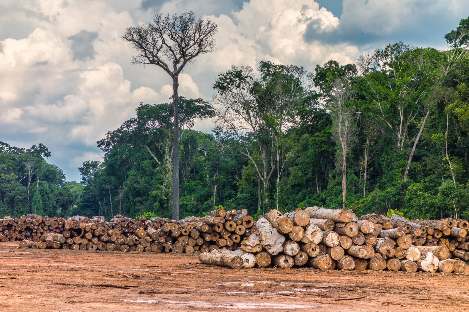 Terras indígenas na área da BR-319 lideram exploração madeireira na Amazônia