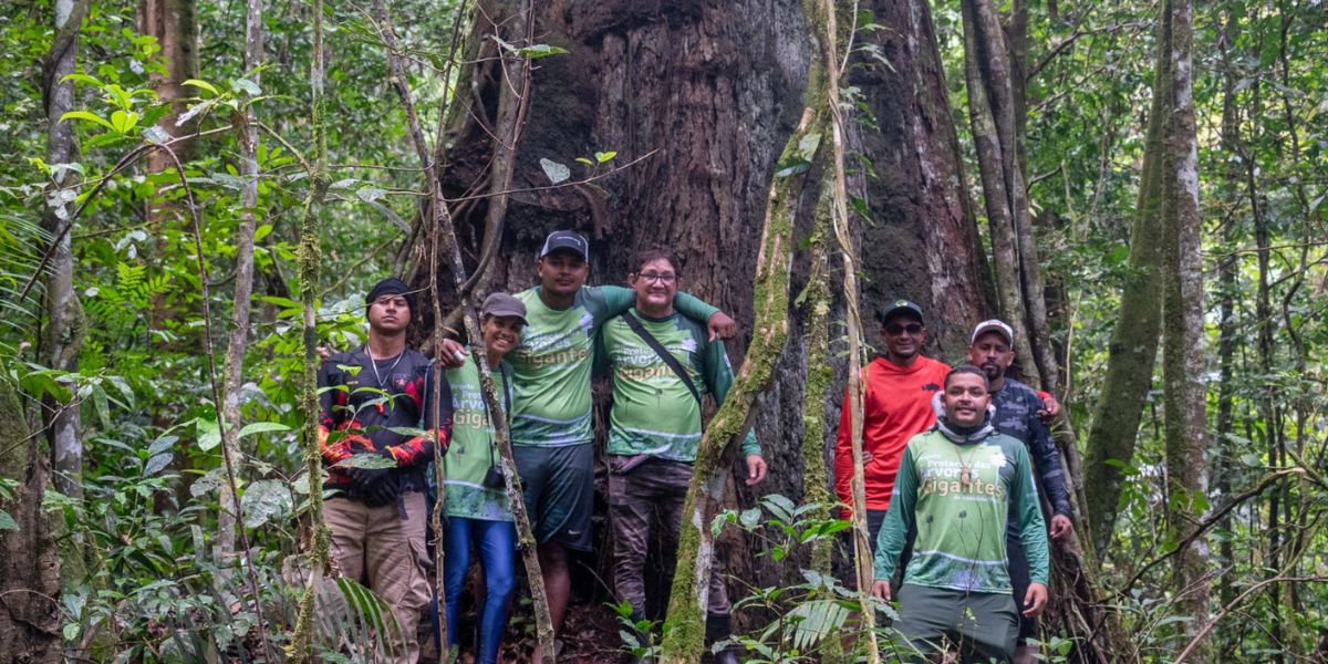 Proteção de árvores gigantes da Amazônia é tema de websérie