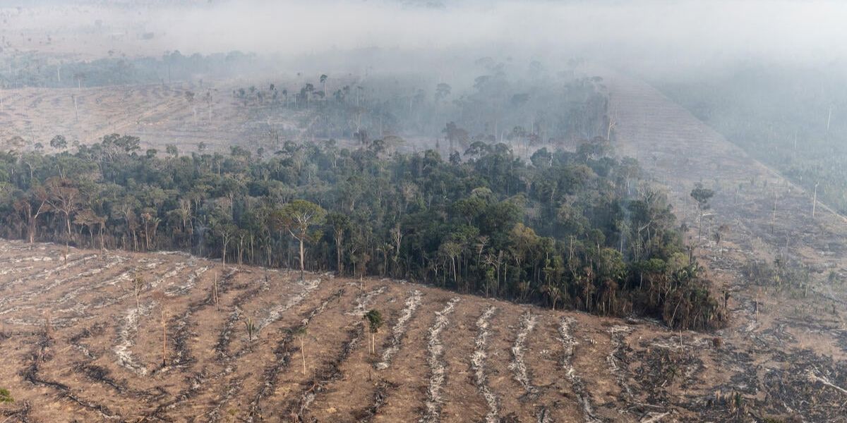 Desmatamento na Amazônia aumenta presença de morcegos em áreas urbanas de Rondônia, aponta estudo da USP